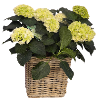 Witte tuinhortensia
